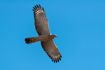 Autour chanteur, .Melierax canorus, Pale Chanting Goshawk