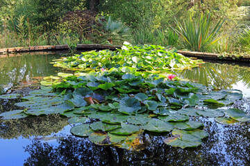 pond with flowers