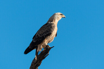 Autour chanteur, .Melierax canorus, Pale Chanting Goshawk
