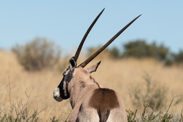 oryx gazelle, gemsbok, Oryx gazella, Parc national Kalahari, Afrique du Sud