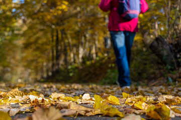 A tourist walks in the autumn landscape on a path covered with fallen leaves