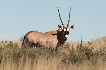 oryx gazelle, gemsbok, Oryx gazella, Parc national Kalahari, Afrique du Sud