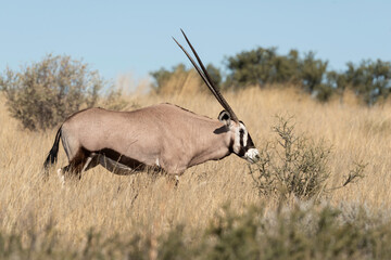 oryx gazelle, gemsbok, Oryx gazella, Parc national Kalahari, Afrique du Sud