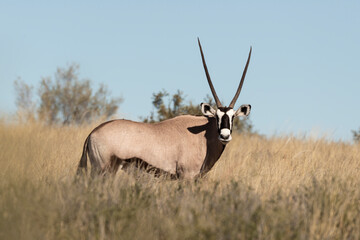 oryx gazelle, gemsbok, Oryx gazella, Parc national Kalahari, Afrique du Sud