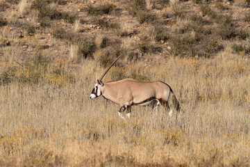 oryx gazelle, gemsbok, Oryx gazella, Parc national Kalahari, Afrique du Sud