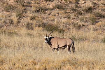 oryx gazelle, gemsbok, Oryx gazella, Parc national Kalahari, Afrique du Sud