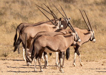 oryx gazelle, gemsbok, Oryx gazella, Parc national Kalahari, Afrique du Sud