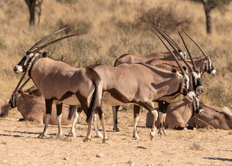 oryx gazelle, gemsbok, Oryx gazella, Parc national Kalahari, Afrique du Sud