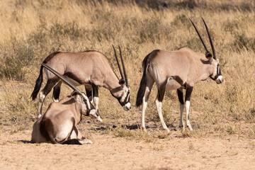 oryx gazelle, gemsbok, Oryx gazella, Parc national Kalahari, Afrique du Sud