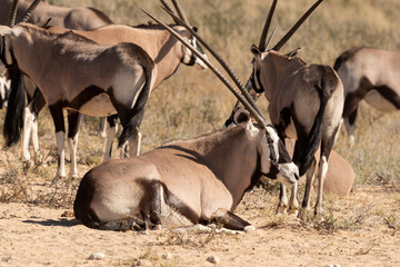 oryx gazelle, gemsbok, Oryx gazella, Parc national Kalahari, Afrique du Sud