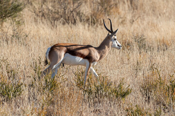 Springbok, Antidorcas marsupialis, Afrique du Sud