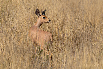 Steinbock, Raphicerus campestris, Parc national Kruger, Afrique du Sud