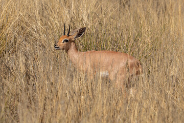Steinbock, Raphicerus campestris, Parc national Kruger, Afrique du Sud