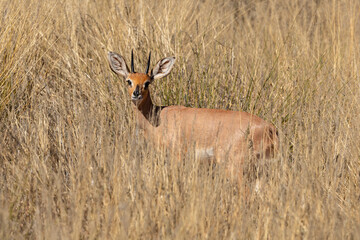 Steinbock, Raphicerus campestris, Parc national Kruger, Afrique du Sud