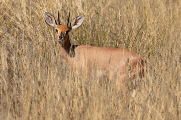 Steinbock, Raphicerus campestris, Parc national Kruger, Afrique du Sud