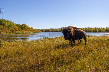 bison walking in autumn grass in front of scenic lake © Amy