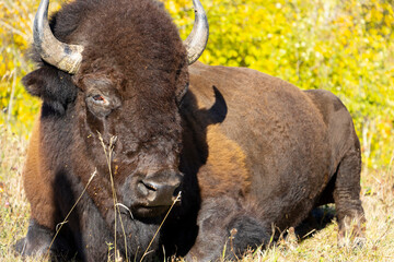 american bison laying in park national park
