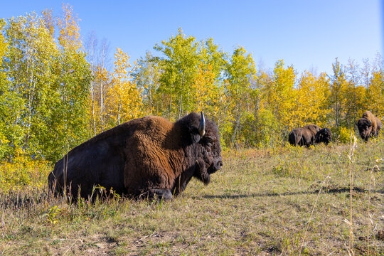 bison laying in the grass with other bisons standing behind him
