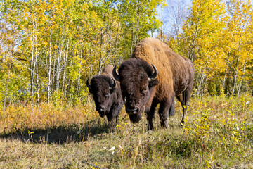 two bison looking at camera in an autumn field 
