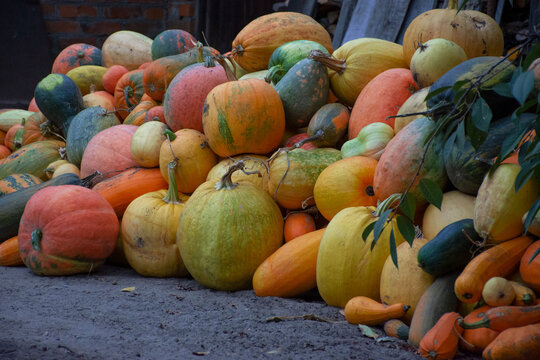 autumn harvest of pumpkins.
