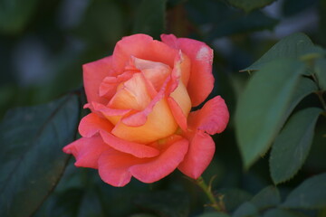 red rose in garden
