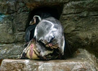A couple of The Humboldt penguin (Spheniscus humboldti) copulate at a rock