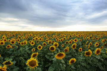 Beautiful view of field with blooming sunflowers against sky