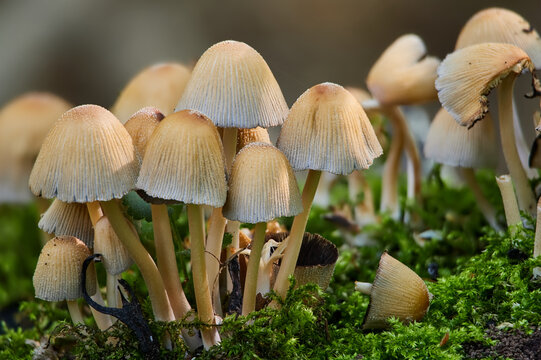 coprinellus micaceus mushrooms