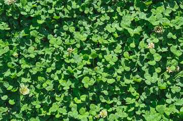 Background of clover leaves with flowers view from above