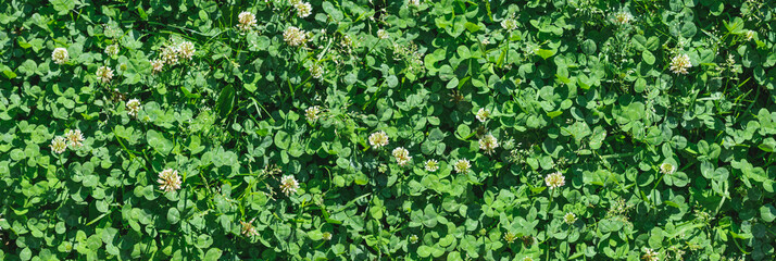 Background of clover leaves with flowers at sunny day view from above