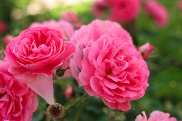Fototapeta premium Closeup view of beautiful blooming rose bush outdoors on summer day
