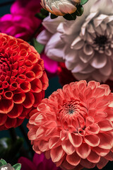 Full Frame Shot of pink purple Dahlia Flowers. Flower banner.Bright floral background. Rose violet colors.