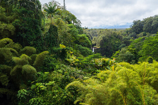lush rainforest and mountains on far horizon of akaka falls state park hawaii