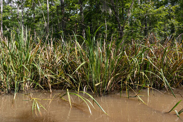 Obraz premium Green Reeds in a Tranquil Landscape at Honey Island Swamp in Louisiana