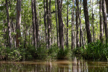 Tranquil Honey Island Swamp Landscape with Green Trees Covered in Spanish Moss in Louisiana