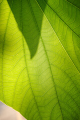 Fototapeta na wymiar Close up of green leaf texture for natural background