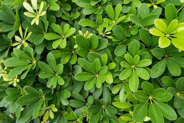 Fototapeta na wymiar Beautiful Green leaf for natural background.