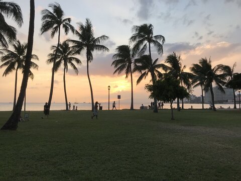 ヤシの木と夕日