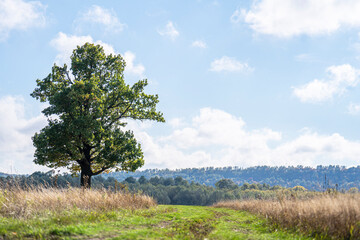 Landscape with a tree in the field