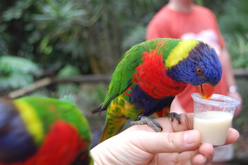 Perroquet à qui on donne à manger. Le parc des Mamelles en Guadeloupe est un endroit à visiter absolument. Il est situé dans un paysage luxuriant de forets tropicales.