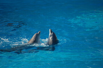 dauphins en train de jouer