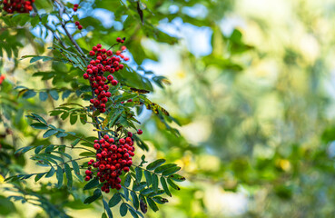 Rowan tree with clusters of red berries