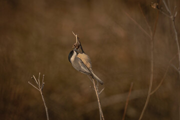 Caroling Chickadee eating seeds from a dead flower