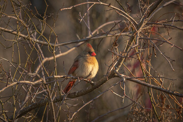 Female Northern Cardinal perched on a tree branch