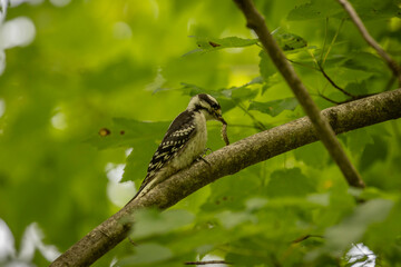 Downy Woodpecker with a caterpillar