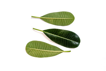plumeria or frangipani leaf on white background.