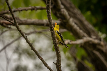Male Goldfinch perched on a tree branch