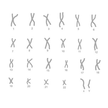 The 23 pairs of chromosome structure in normal one cell that including 22 pairs of autosome and 1 pair of sex chromosome