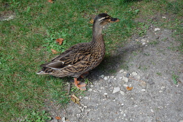 canard