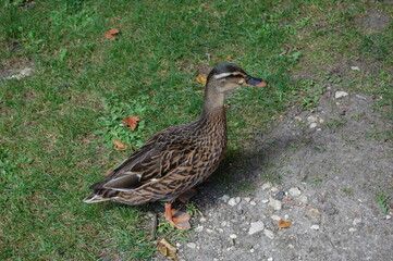 canard